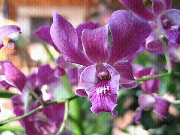 purple orchid