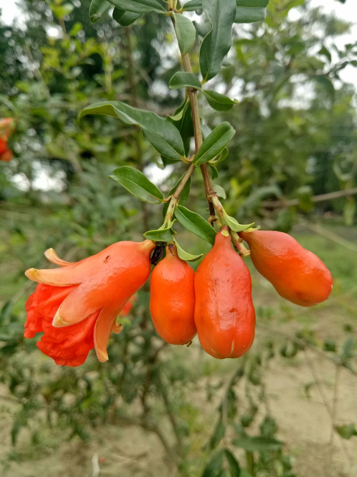 pomegranate flower.