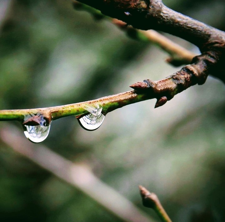 raindrops