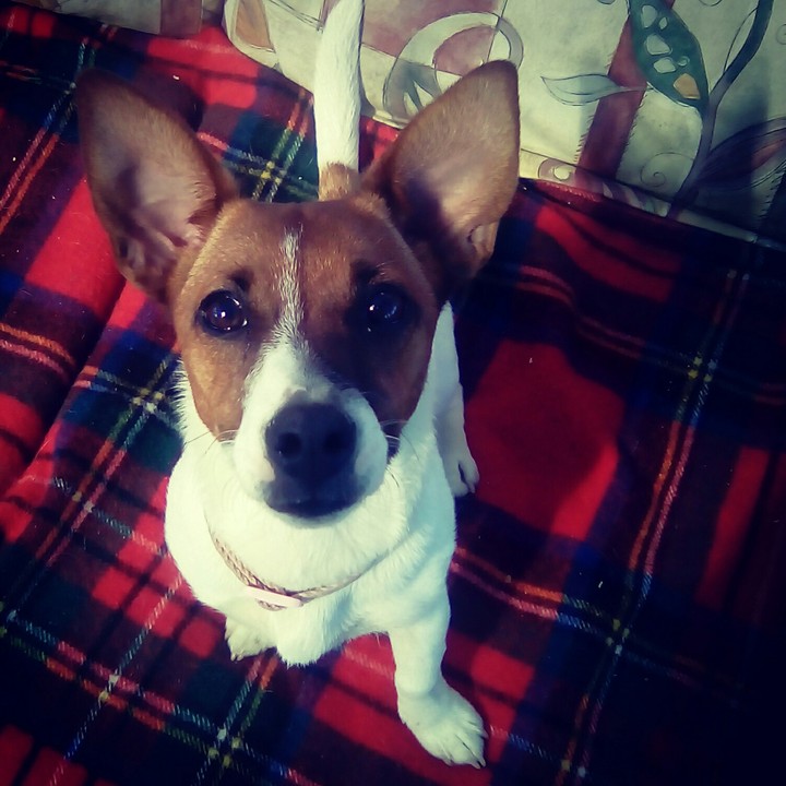 Milly