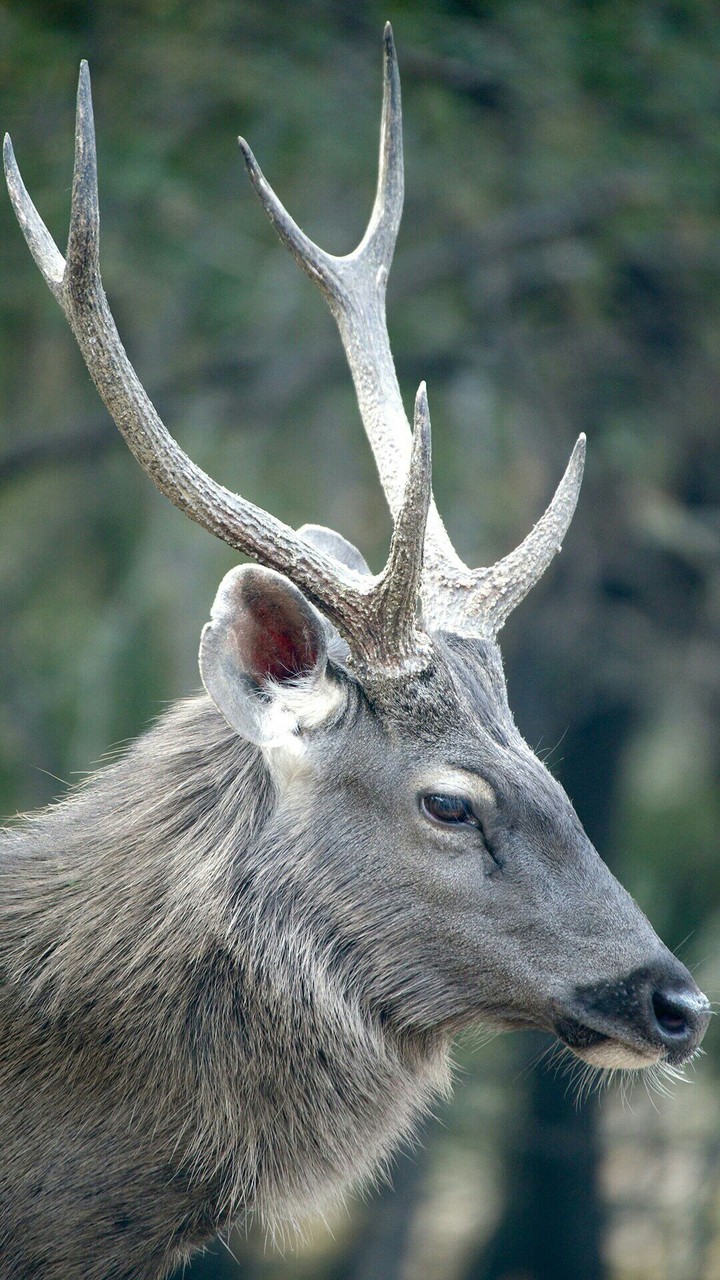 animal