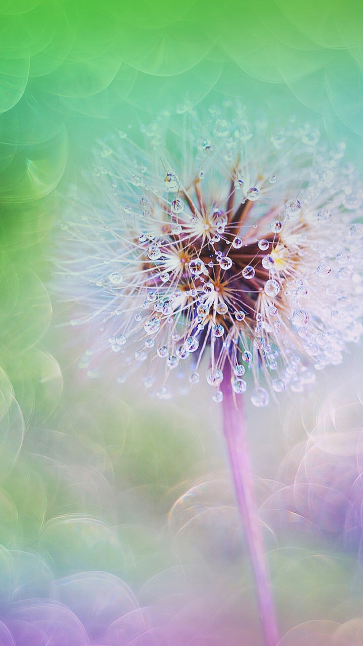 Dandelion