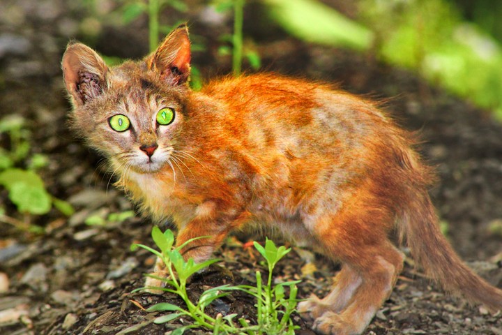 cute cate near in my camp