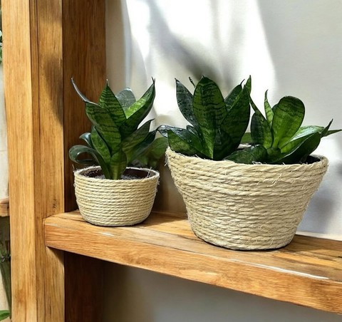 sfondi herb, basket
