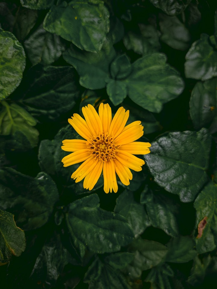 YELLOW IN GREENS