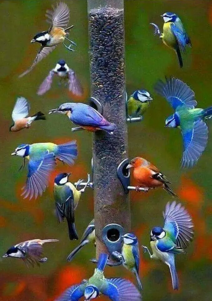 #birds #colors