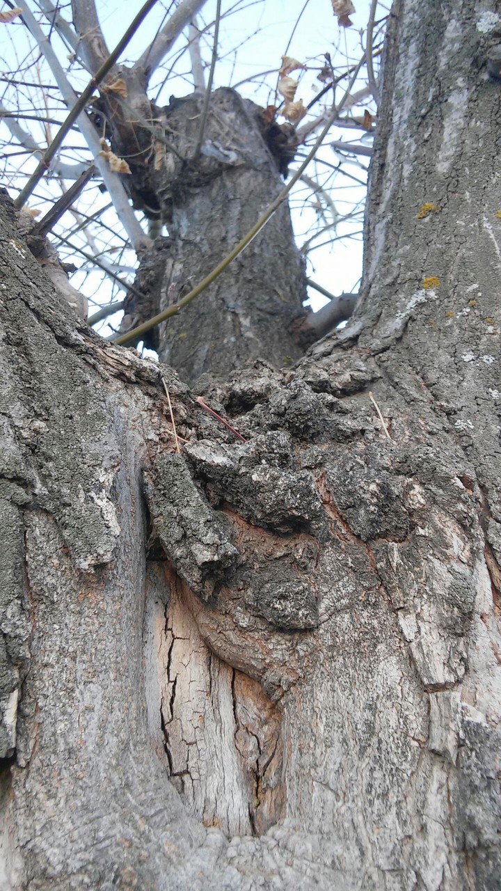tree