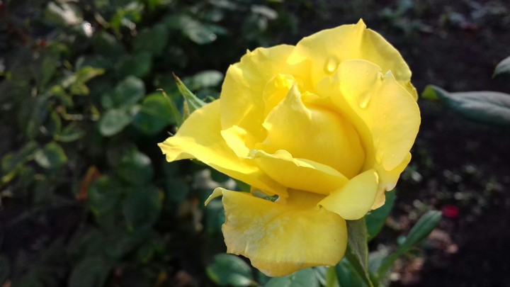 rose flower