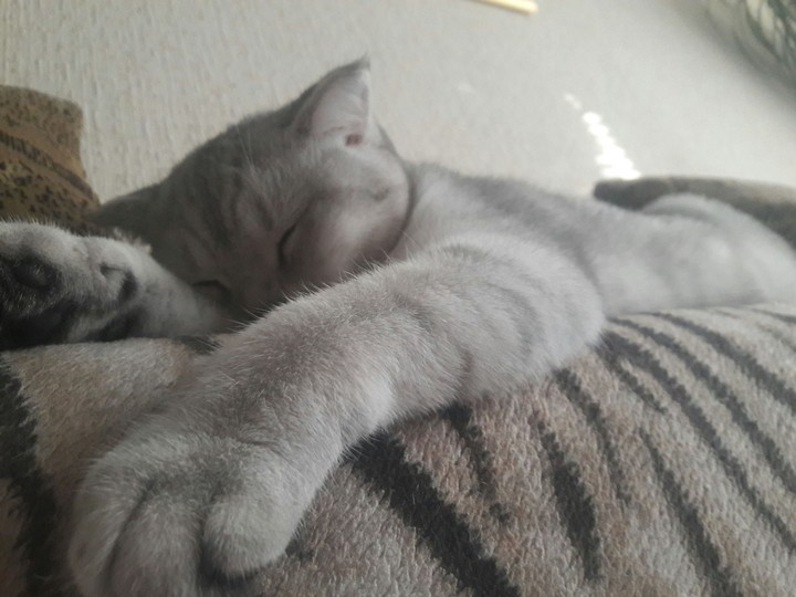 кос