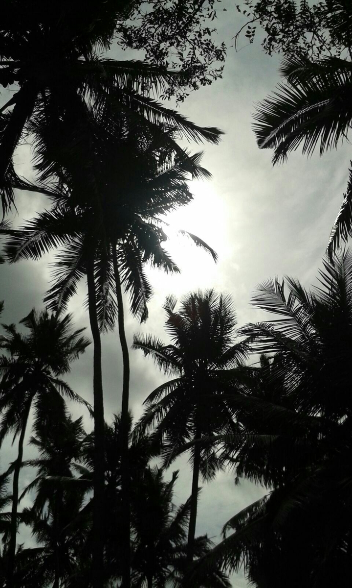 Trees