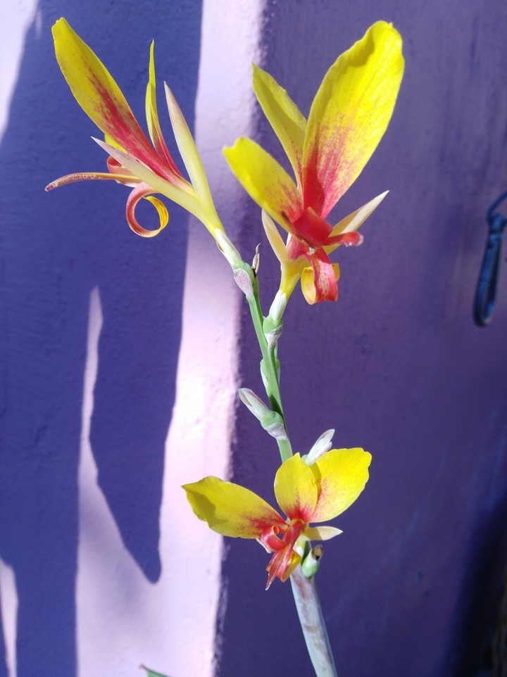primavera