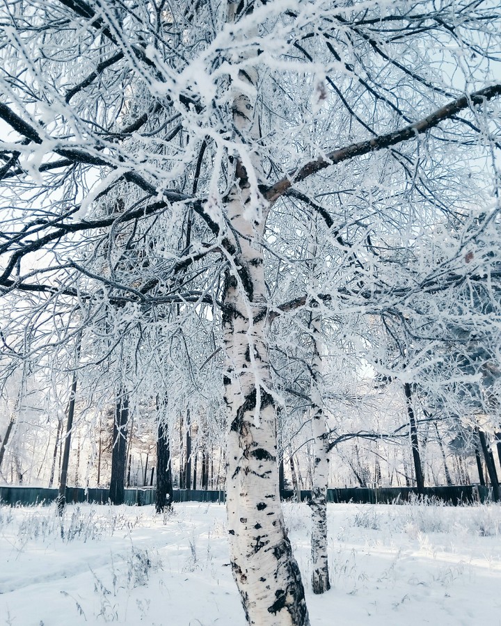 -31°С