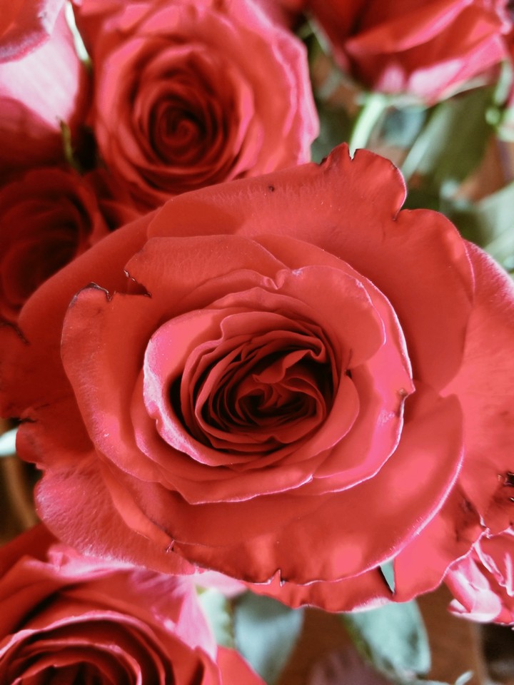 rose