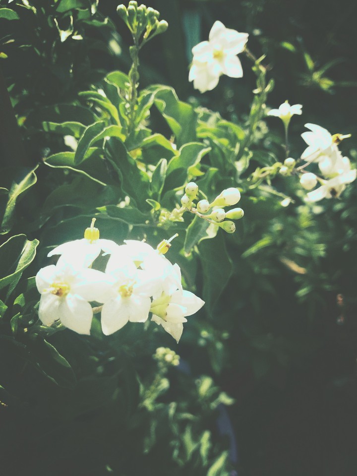 fleurs douce