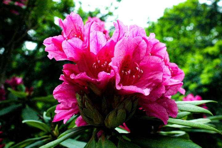 Flowers