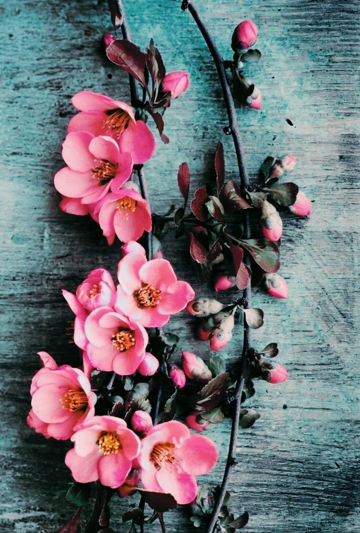 #flowers