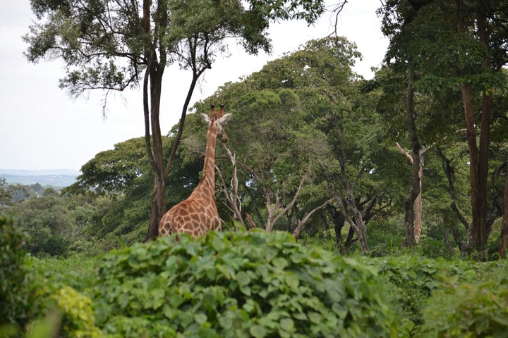 Kenya