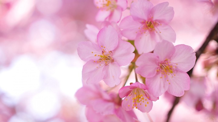 Cherry blossoms