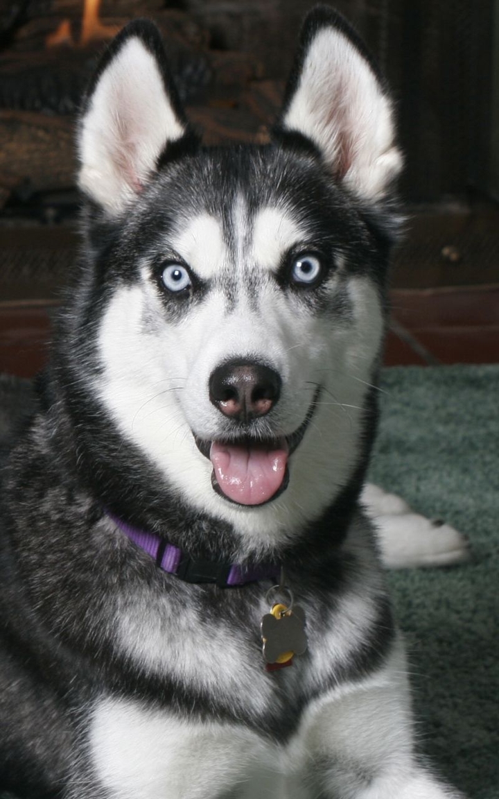 husky Wolfdog dog