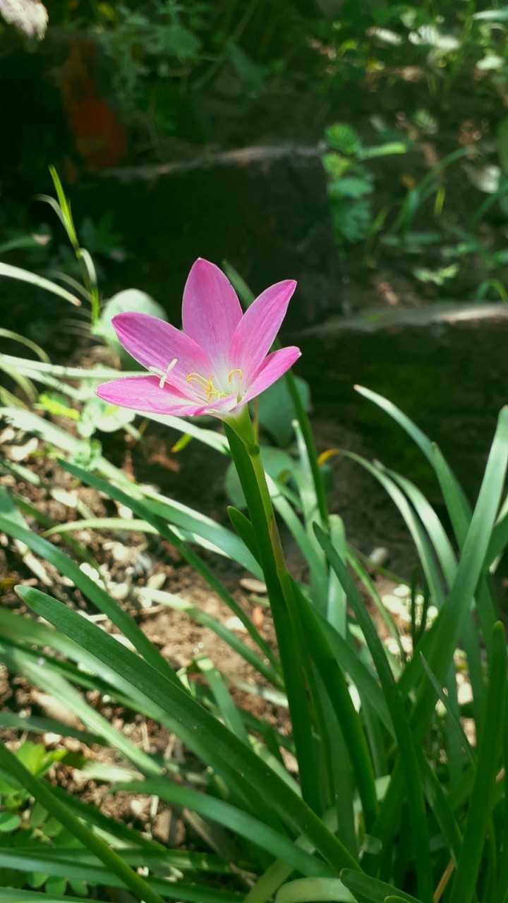 Lilly
