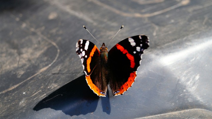 Little Butterfly
