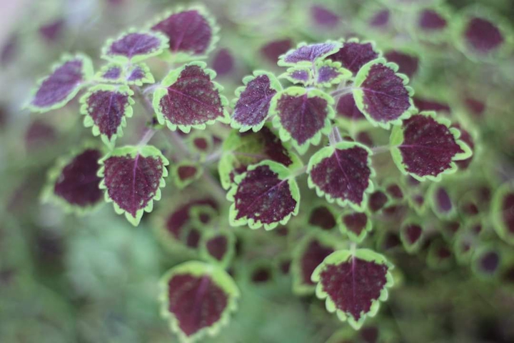 Coleus in the Garden