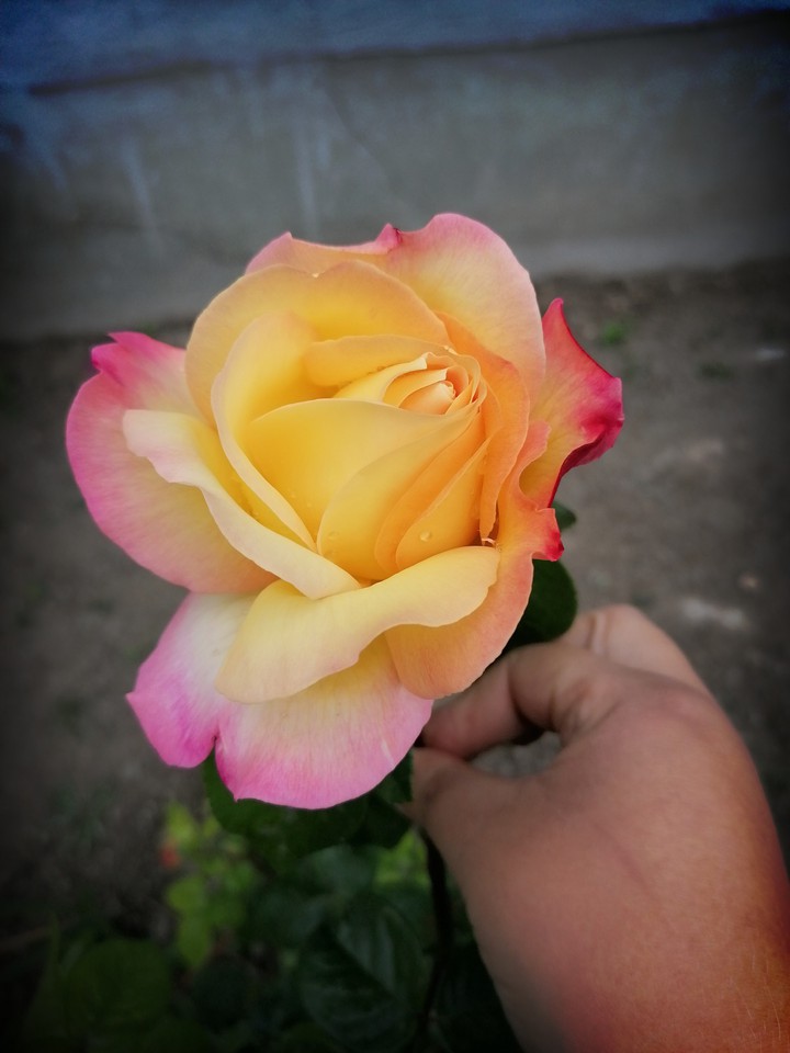rose