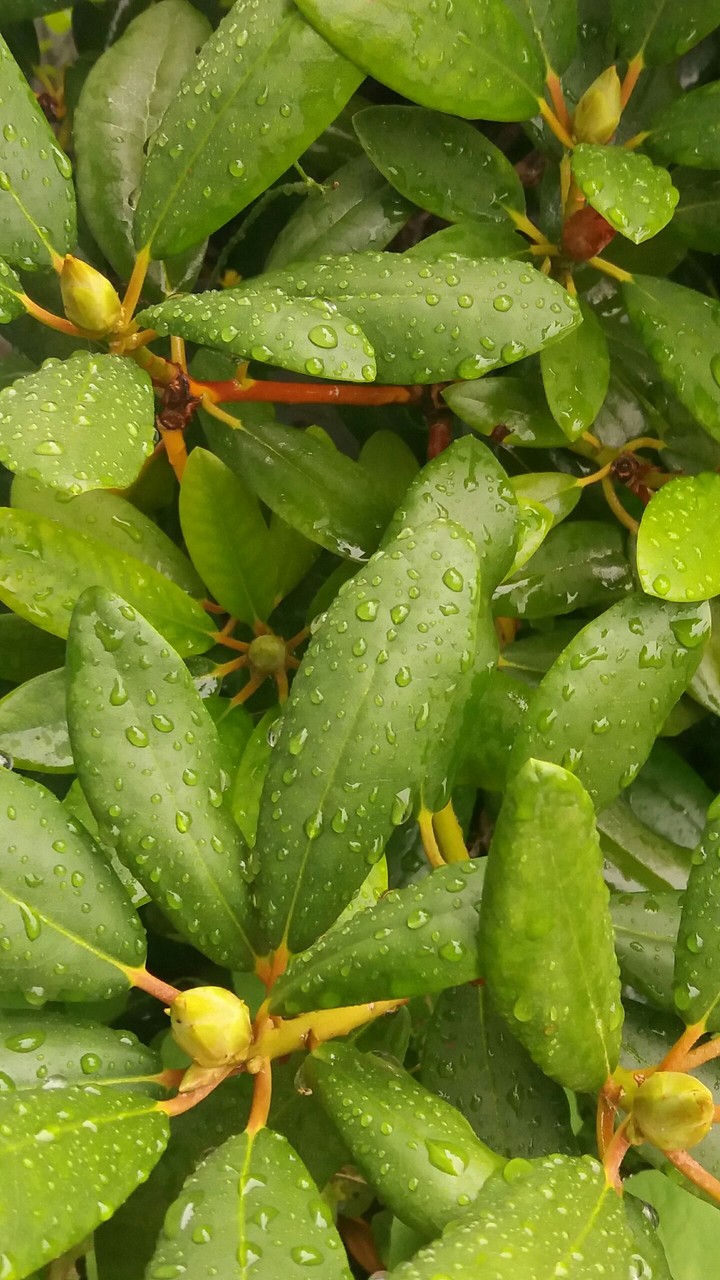 Leaf flower
