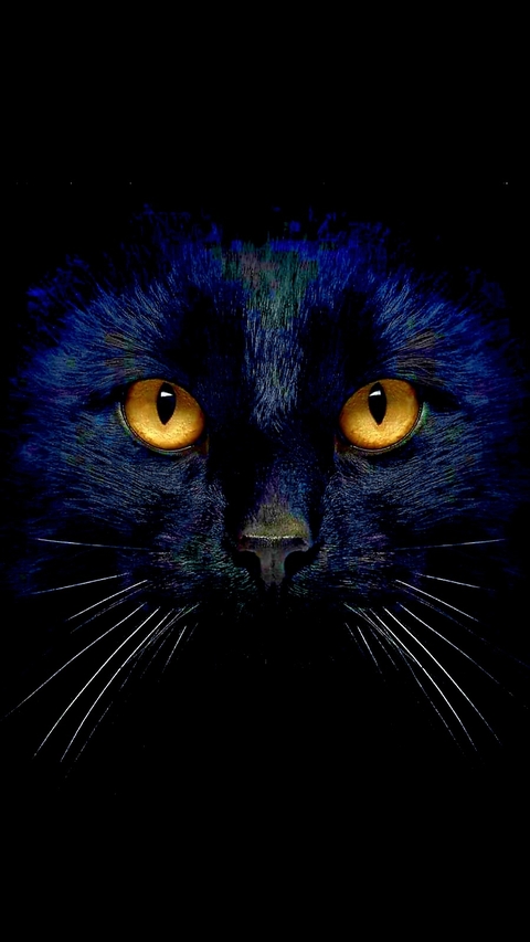 hình nền felinae, whiskers