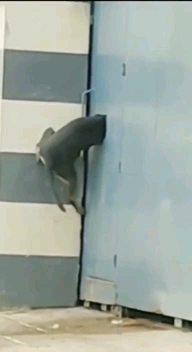 Fujão!!!