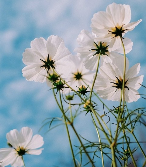 тапети cosmos, flower