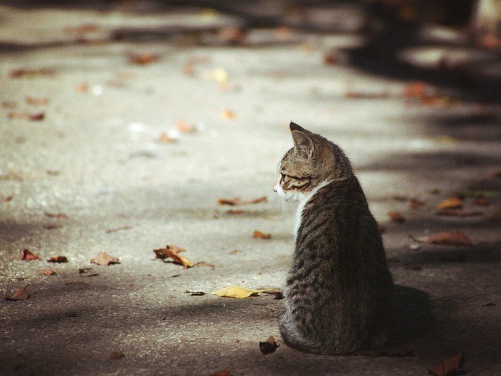 kleine Katze
