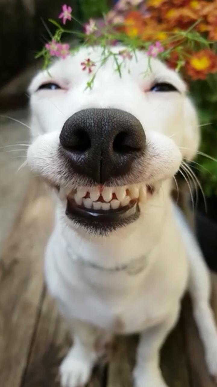 the dog