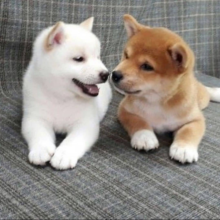 개❤
