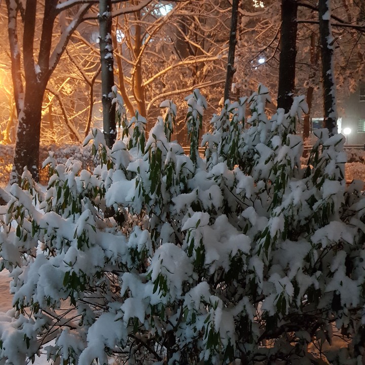 겨울