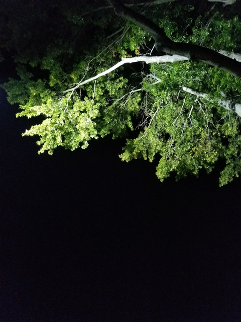 Illuminated Tree