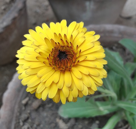 Yellow Flower