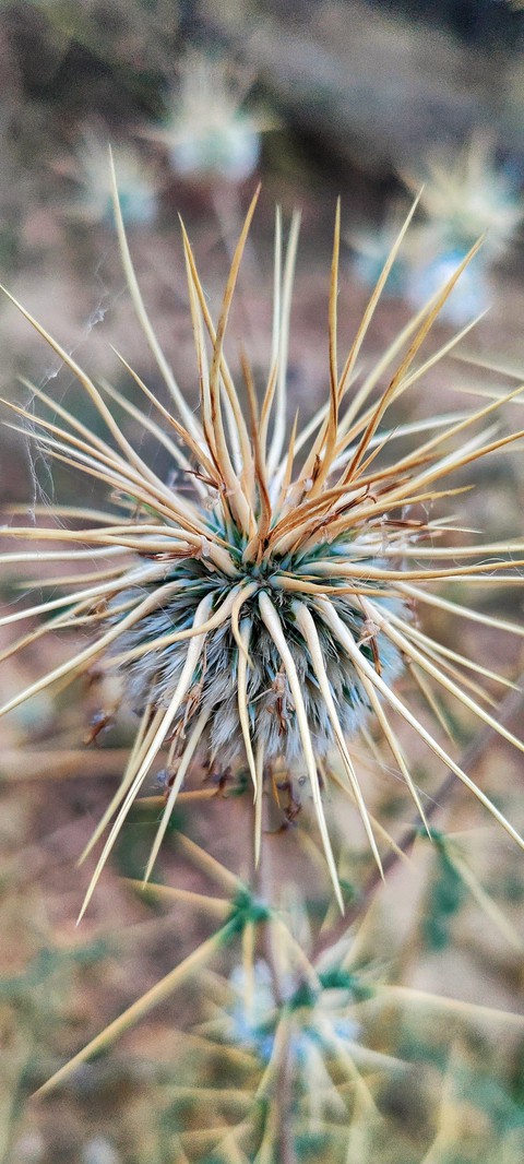throny flower