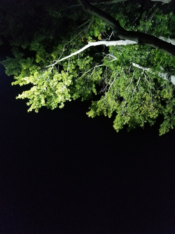 Illuminated Tree