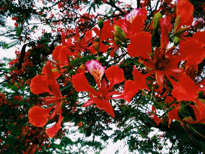 Flores