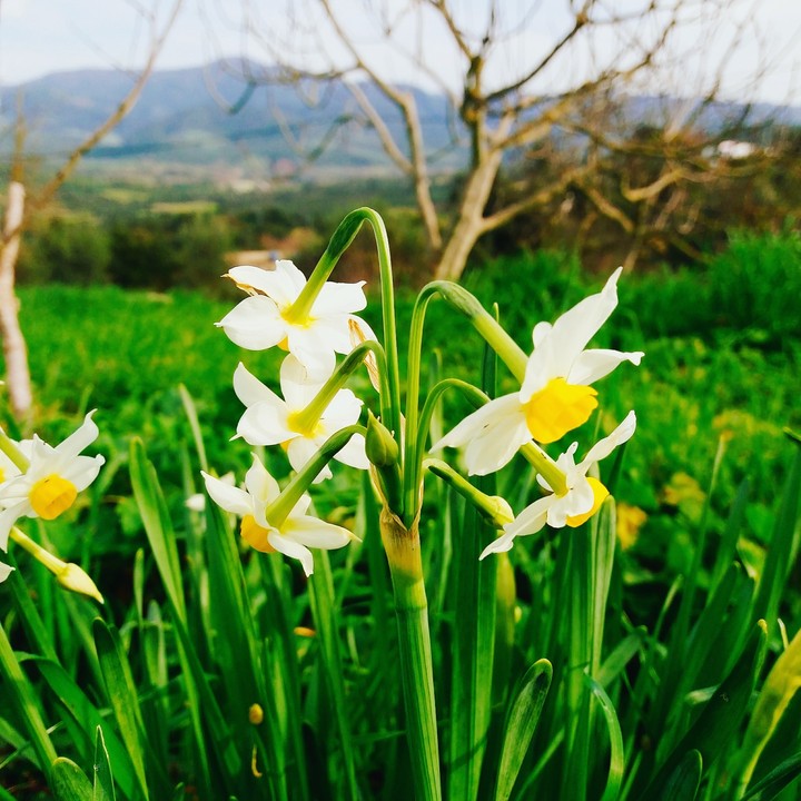 flowers