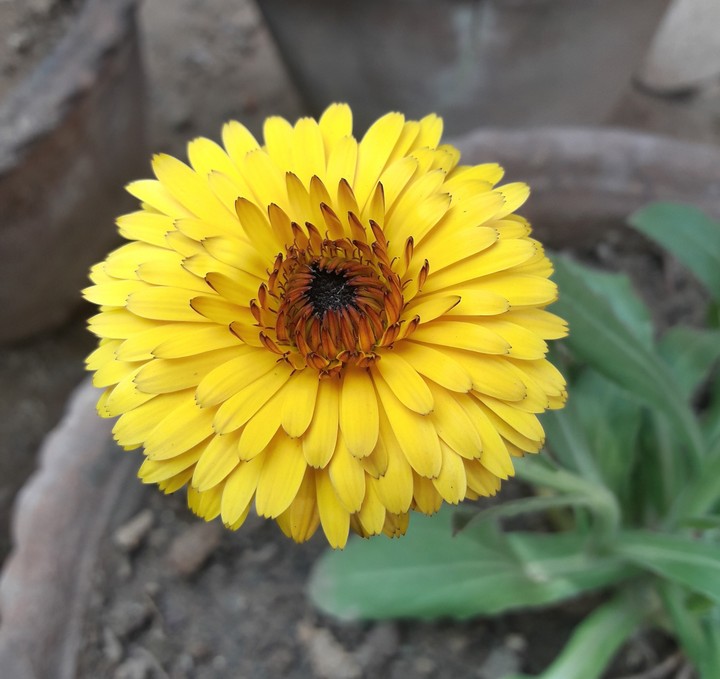 Yellow Flower