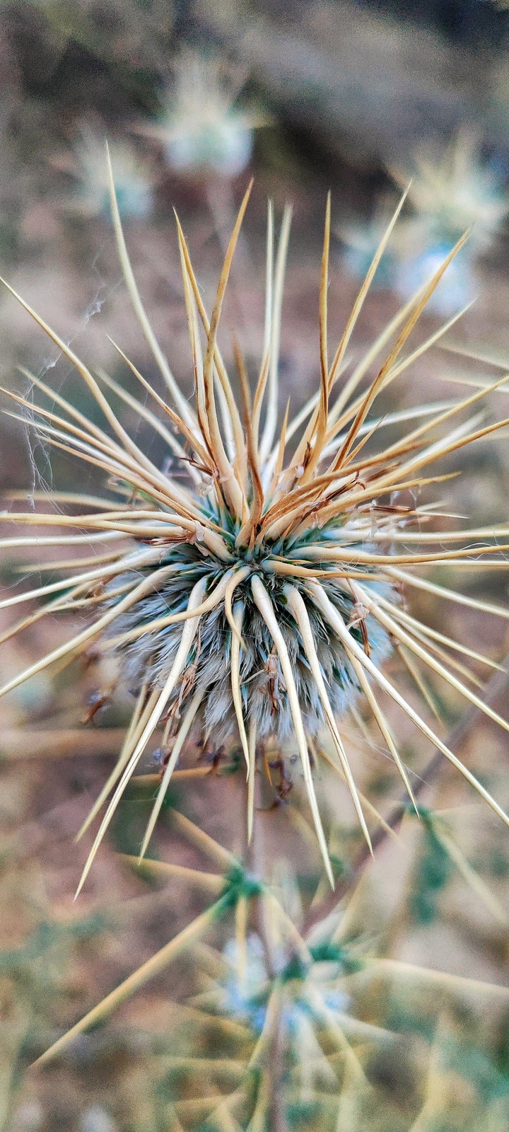 throny flower