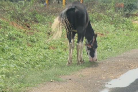 horses