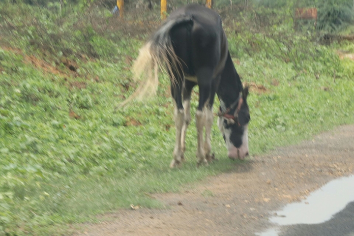 horses