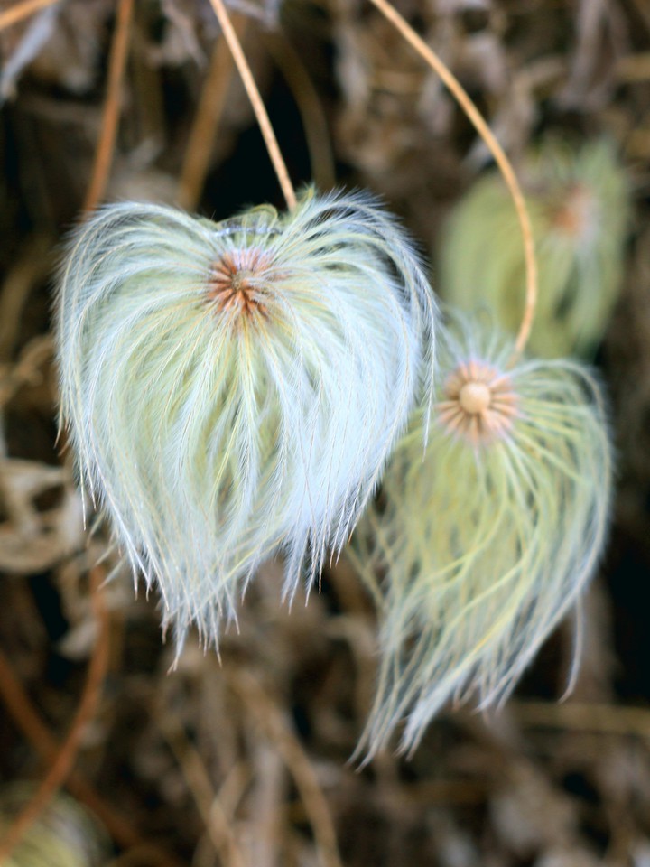 Winter flowers