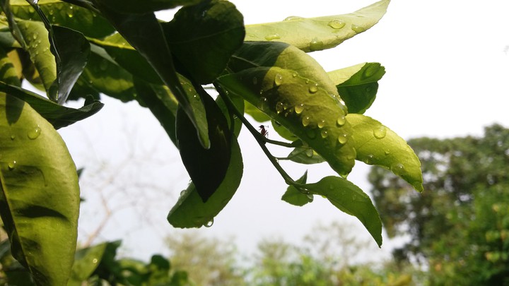 #green #leef