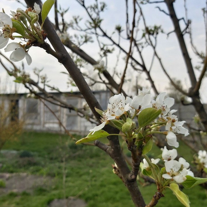 Bloom