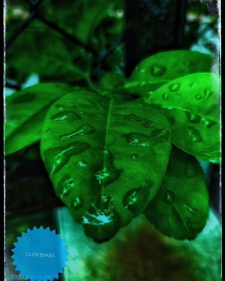 green life