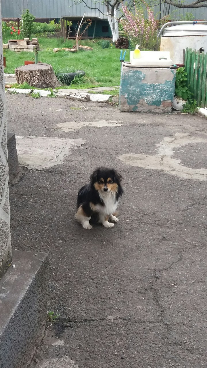 собака